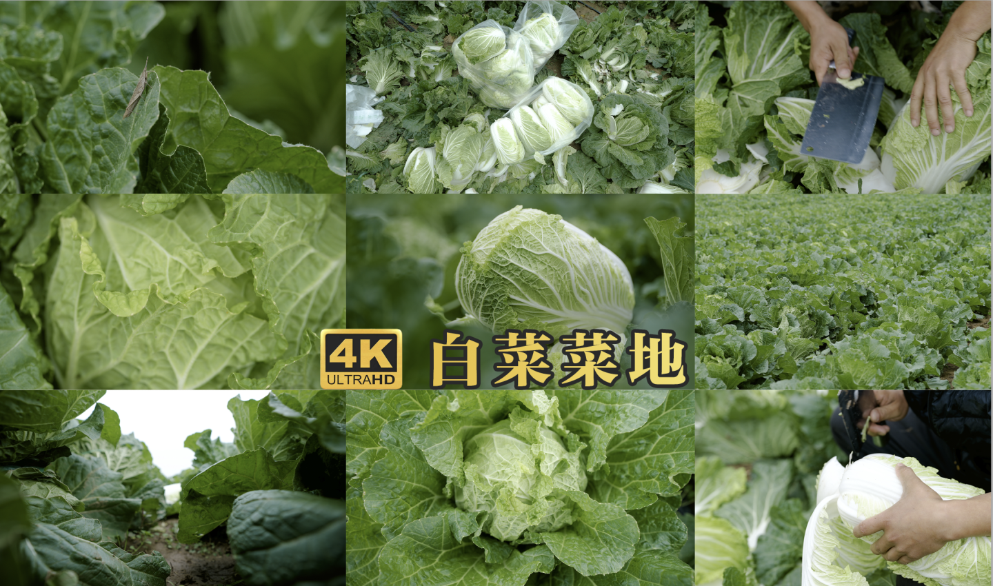 菜农在白菜地采摘新鲜白菜