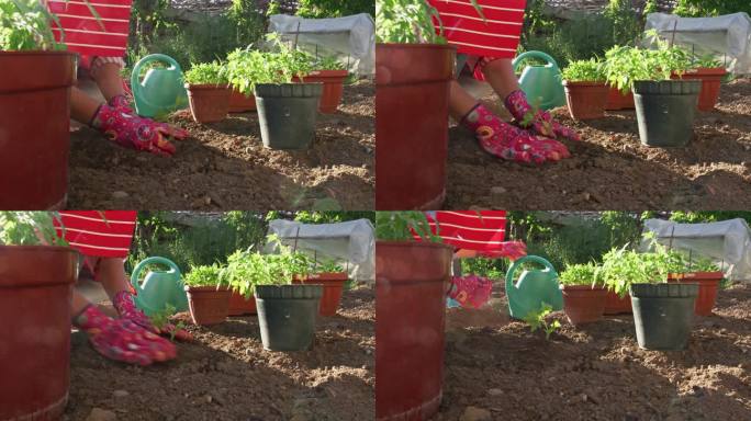 日落时分，女人在菜园里播种西红柿和辣椒。
