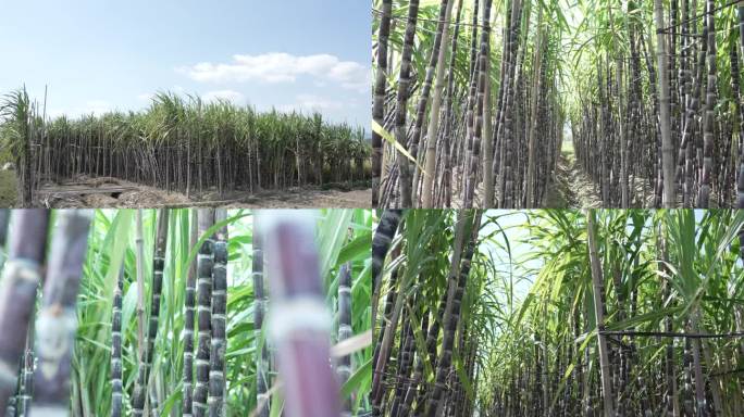 甘蔗种植甘蔗林实拍