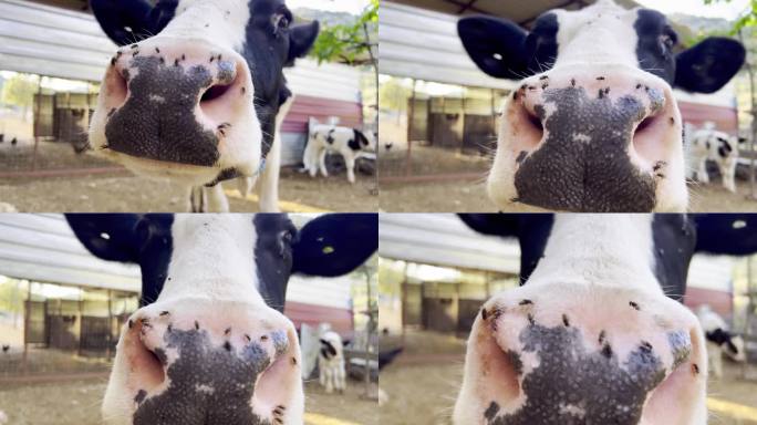 一头好奇的奶牛对照相机感兴趣。