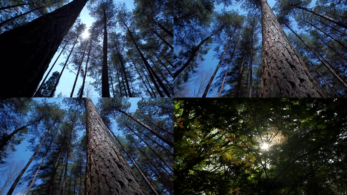 森林阳光穿过树叶空境4K