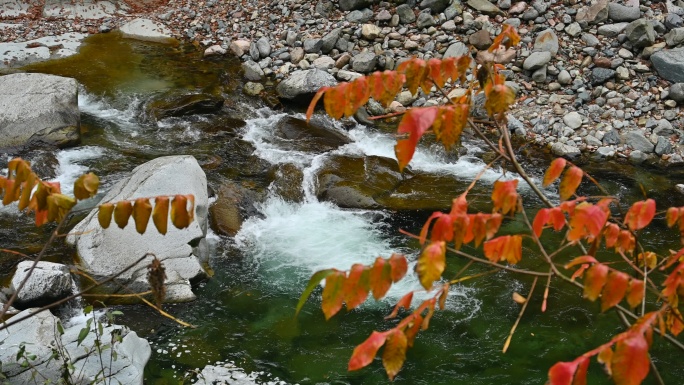 四川光雾山秋季红叶溪流流水