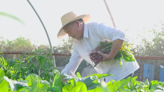 红菜苔产地