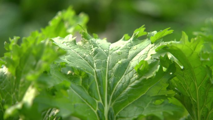 慢镜头特写雨中成熟的绿色蔬菜叶子