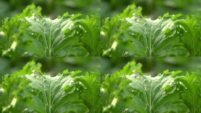 慢镜头特写雨中成熟的绿色蔬菜叶子