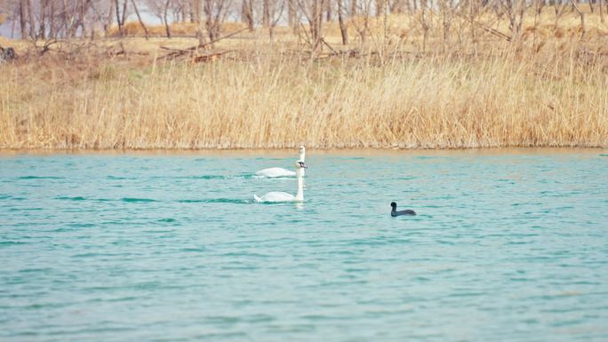 4k疣鼻天鹅北龙湖秋天天鹅