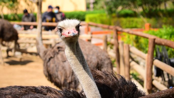 北京野生动物园-鸵鸟进食