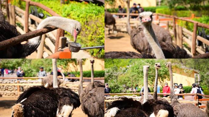 北京野生动物园-鸵鸟进食