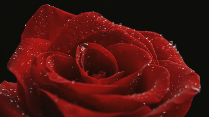 情人节红玫瑰4K实拍