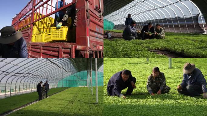 温室育苗蔬菜辣椒新农业高科技蔬菜生产基地