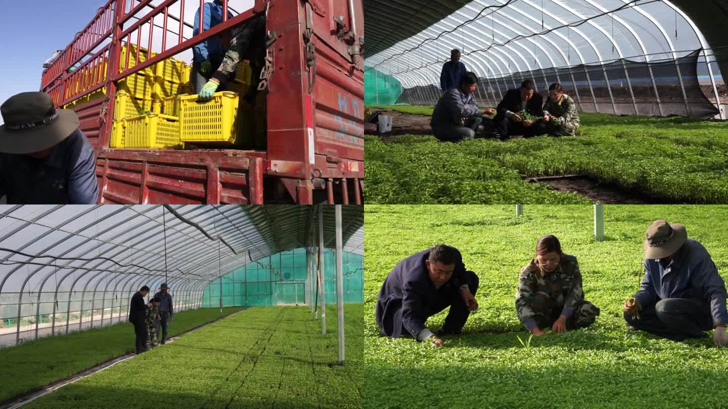 温室育苗蔬菜辣椒新农业高科技蔬菜生产基地