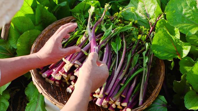 红菜苔产地