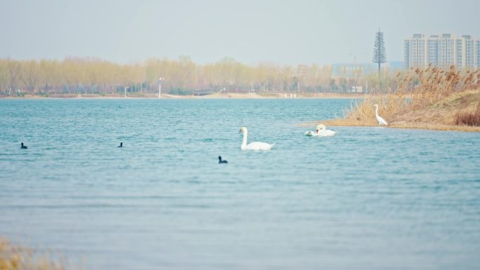 4k疣鼻天鹅北龙湖秋天天鹅