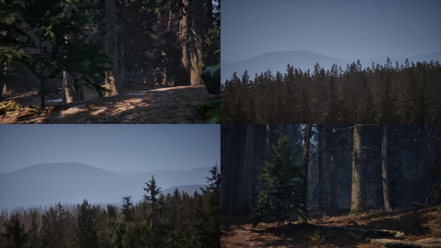树林风景视频