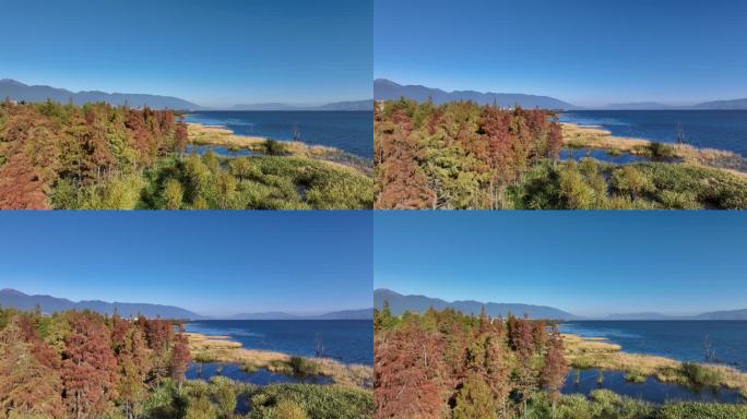 大理洱海水杉秋景航拍