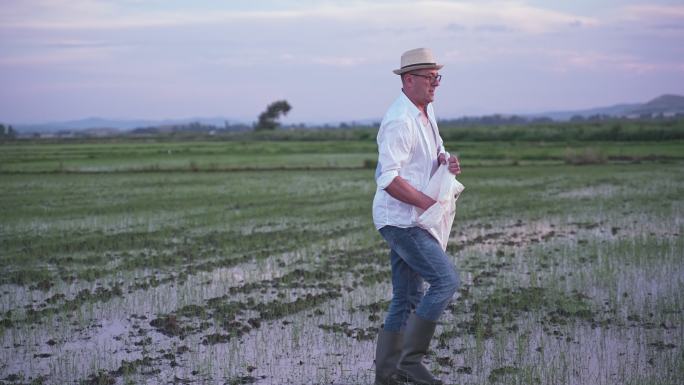 日落前男农民在稻田里播种水稻