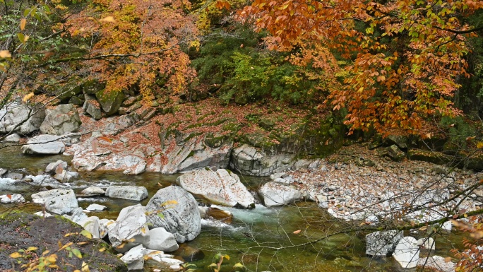 四川光雾山秋季红叶河谷溪流流水小景