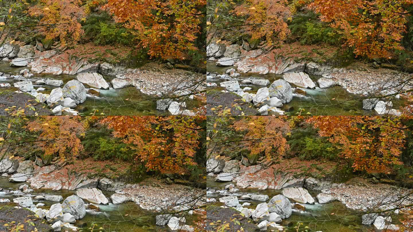 四川光雾山秋季红叶河谷溪流流水小景