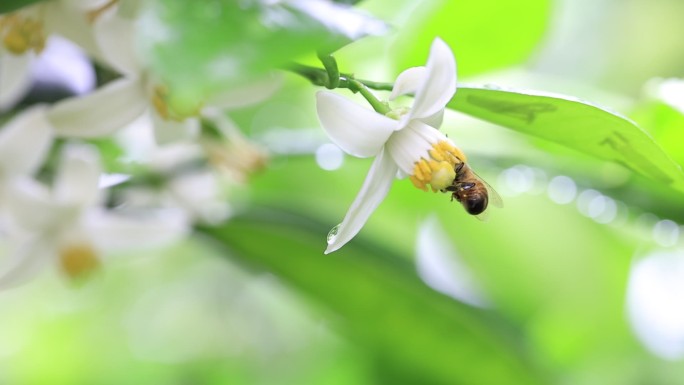 蜜蜂采胡柚花蜜