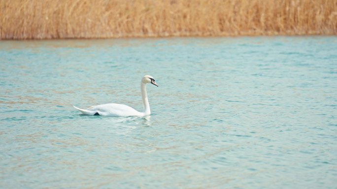 4k疣鼻天鹅北龙湖秋天天鹅