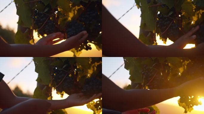 4k视频片段，一个不知名的农民在葡萄园里检查葡萄