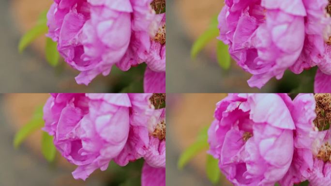 玫瑰花视频粉红色玫瑰花蜜蜂采蜜特写