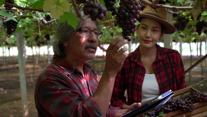 叔叔和孙女谈论了葡萄采摘期间检查葡萄的问题。