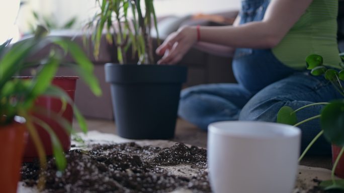 孕妇在家里种花。孕妇在家里种花花盆土壤