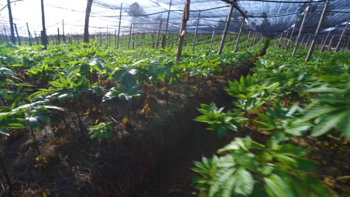 三七种植基地幼苗生长环境