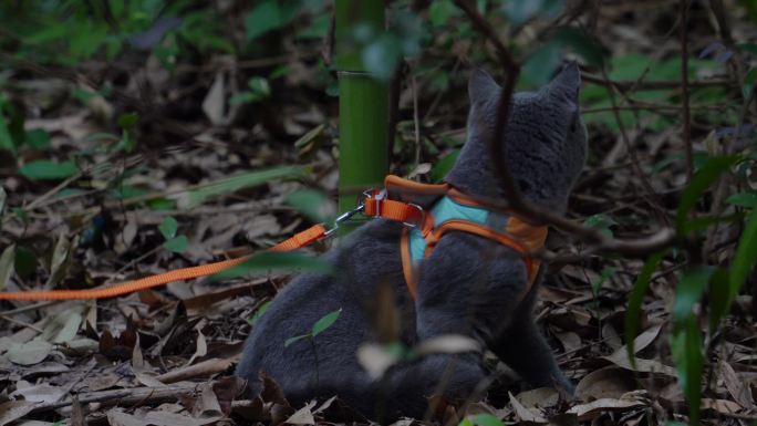 4K竹林中的可爱蓝猫互动遛弯