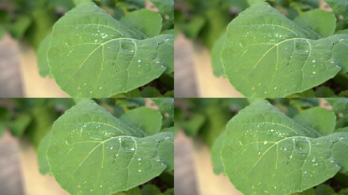 慢镜头雨水滴落在蔬菜叶片上