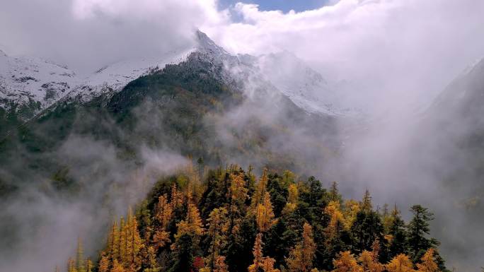 穿云航拍秋冬季节雪山下斑斓的森林