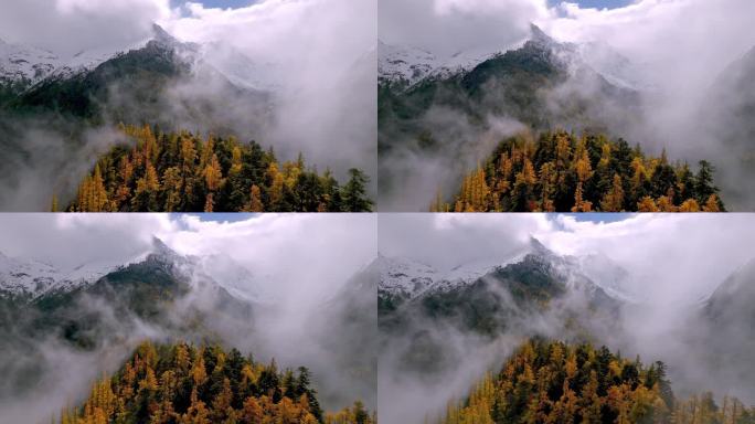 穿云航拍秋冬季节雪山下斑斓的森林