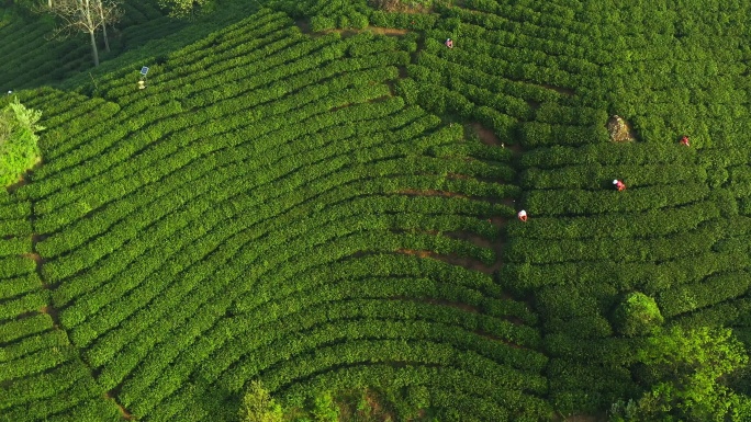 信阳 茶山 绿色茶山 浉河港 乡村 振兴