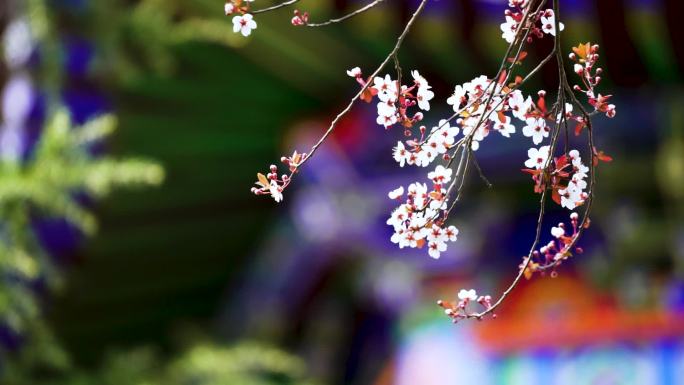 唯美古风一枝花