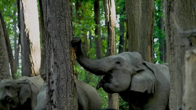一群亚洲象在森林里吃树皮