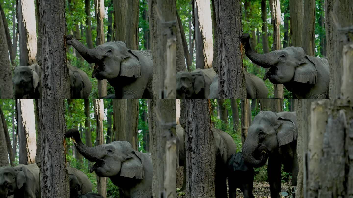 一群亚洲象在森林里吃树皮