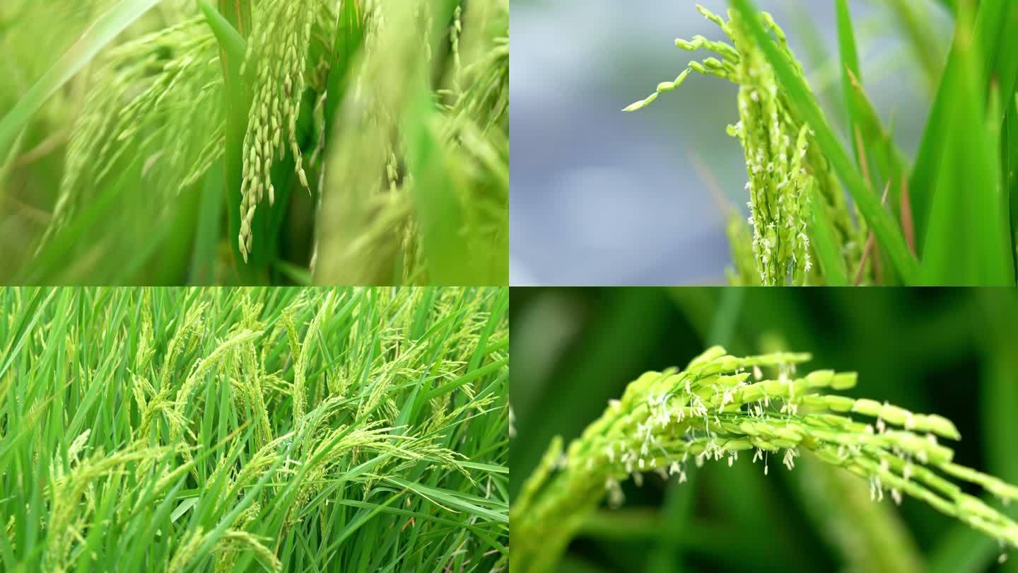 4K水稻 稻穗 水稻生长 农业 农田