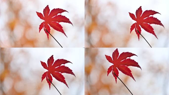 秋季单片红叶枫叶特写移动镜头