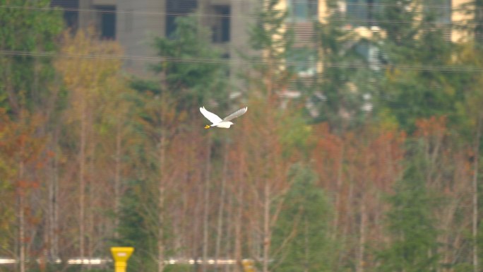 野生白鹳飞行空镜4