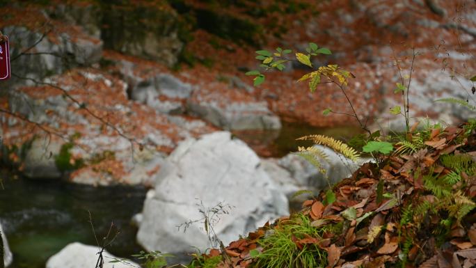 四川光雾山秋季河谷溪流流水