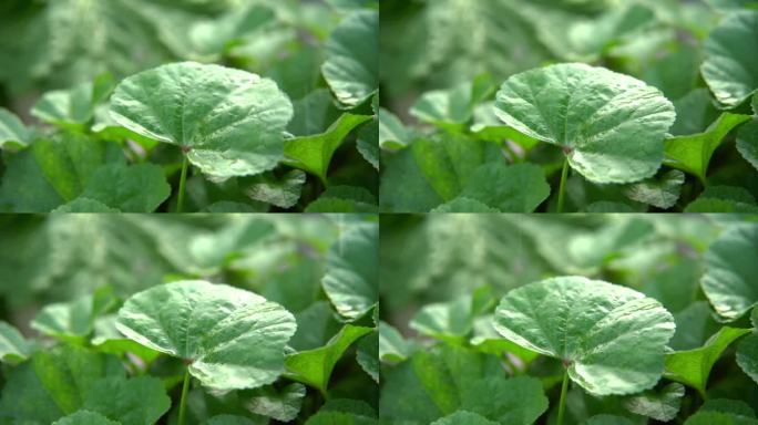 慢镜头特写雨中的绿色蔬菜叶子4倍慢速