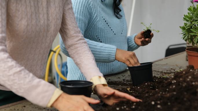 种植新苗的女园丁盆景土壤女性