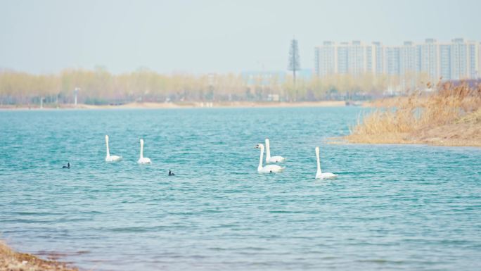 4k疣鼻天鹅北龙湖秋天天鹅