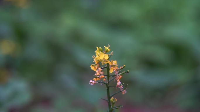 慢镜头特写雨后落在路边黄花上的水滴