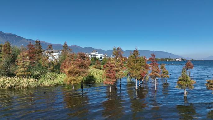 大理洱海水杉秋景航拍