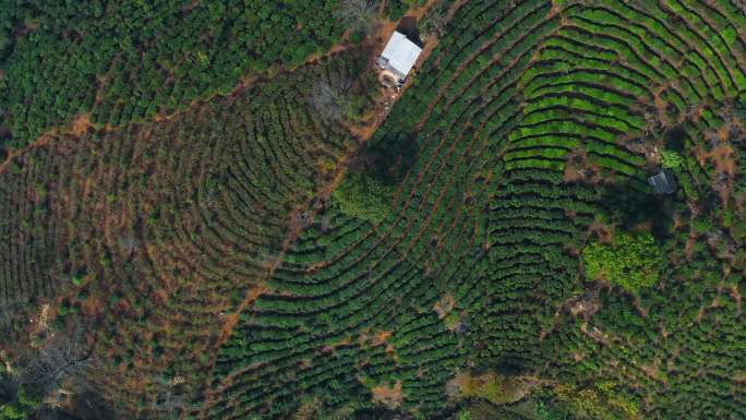 茶山航拍视频茶园俯拍台地茶