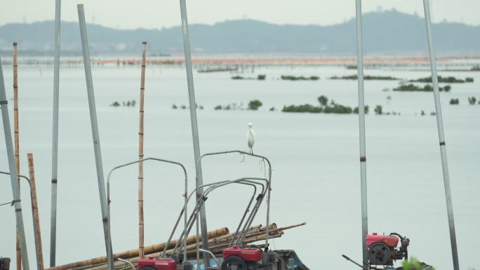 海边浅滩白鹭停驻