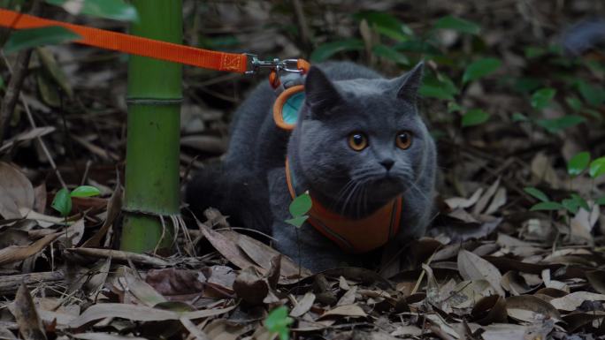 4K竹林中的可爱蓝猫趴在落叶上