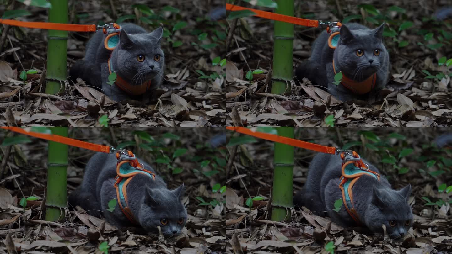 4K竹林中的可爱蓝猫趴在落叶上